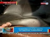 BP: Sugatang dolphin, nakita sa Lingayen, Pangasinan