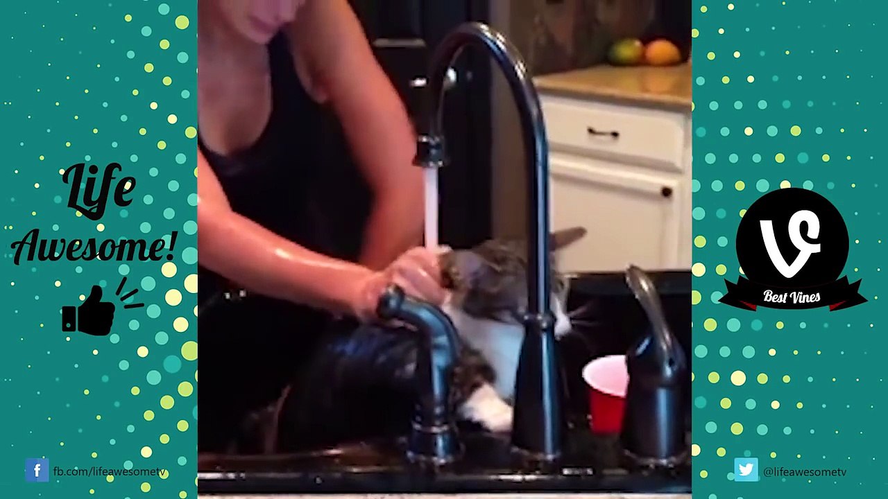 TRY NOT TO LAUGH - Funny CATS Guaranteed To Make You Laugh || Funny Cat Compilation 2016