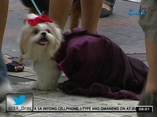 24 Oras: Mga alagang hayop, pinabasbasan bilang bahagi ng pista ni St. Francis of Assisi