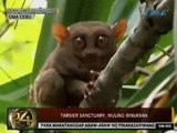 24Oras: Tarsier sanctuary sa Bohol, bukas na ulit; mga tarsier, naka-recover na raw