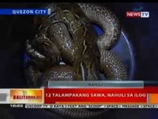 BT: 12 talampakang sawa, nahuli sa ilog