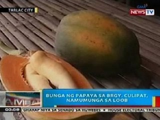 BP: Bunga ng papaya sa Brgy. Culipat, Tarlac, namumunga sa loob