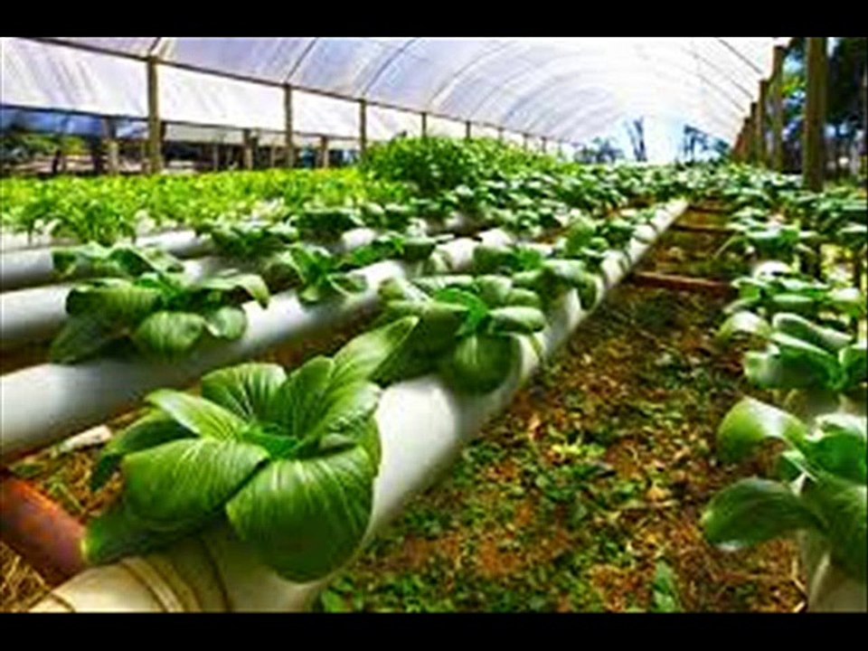 Hydroponic supply