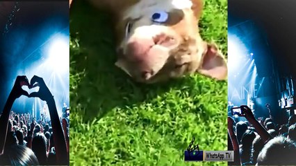 Top Memes Vines Compilation | Funny Vines 2017 // Watch and Enjoy!!