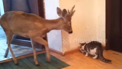 Wild deer enters home to share meal with cat