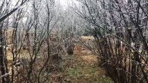 Winter storm Jupiter coats trees with ice in Tulsa, USA