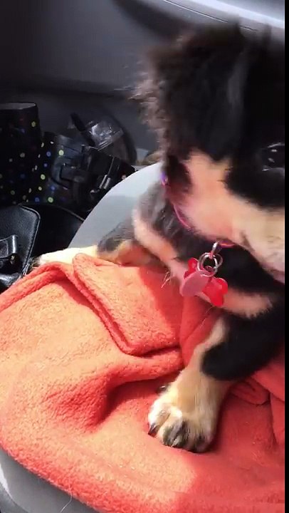 Un chien veut s'asseoir sur les genoux de sa maîtresse, dans sa voiture. Et quand elle lui dit non ? TROP MIGNON !