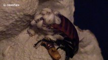 Hissing cockroach filmed feeding babies immediately after birth