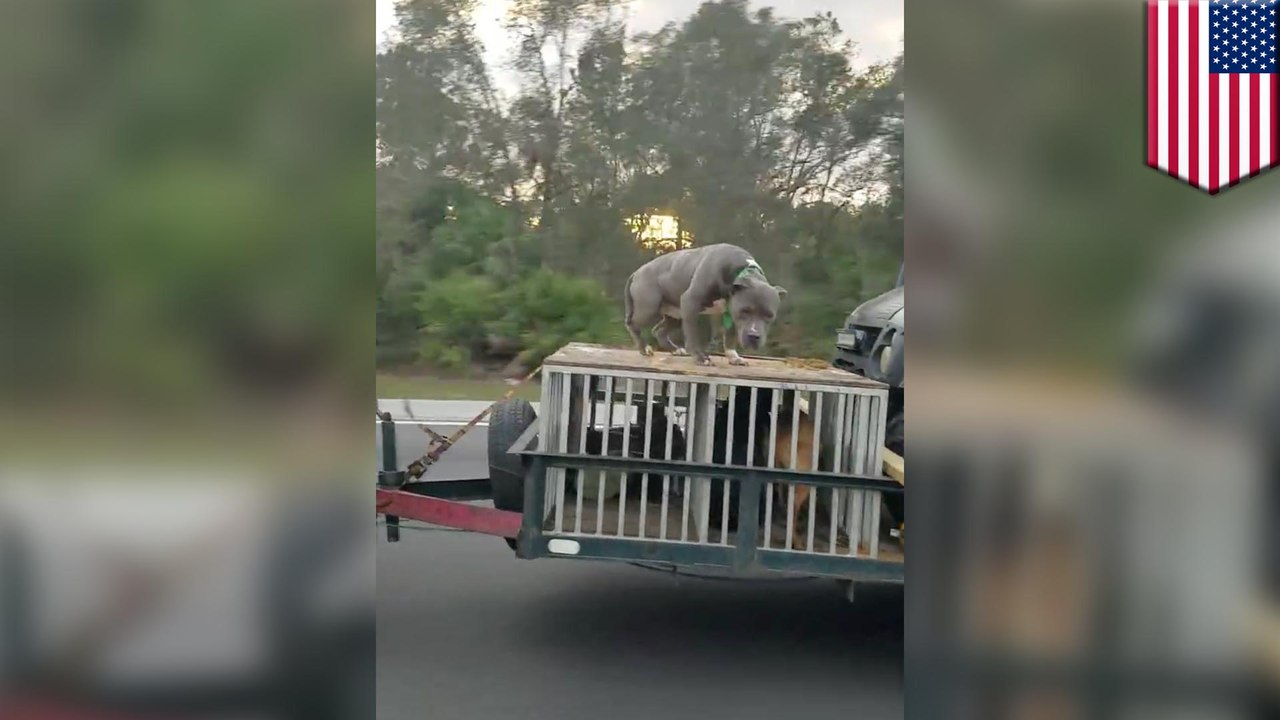 Terrified dog: video shows abused dog chained to roof of trailer behind speeding SUV