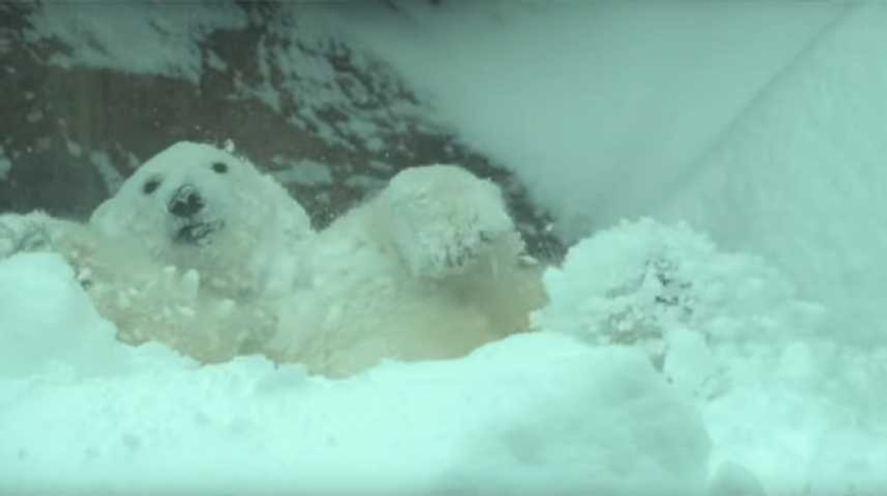 Ces animaux d'un zoo américain s'éclatent dans la neige !
