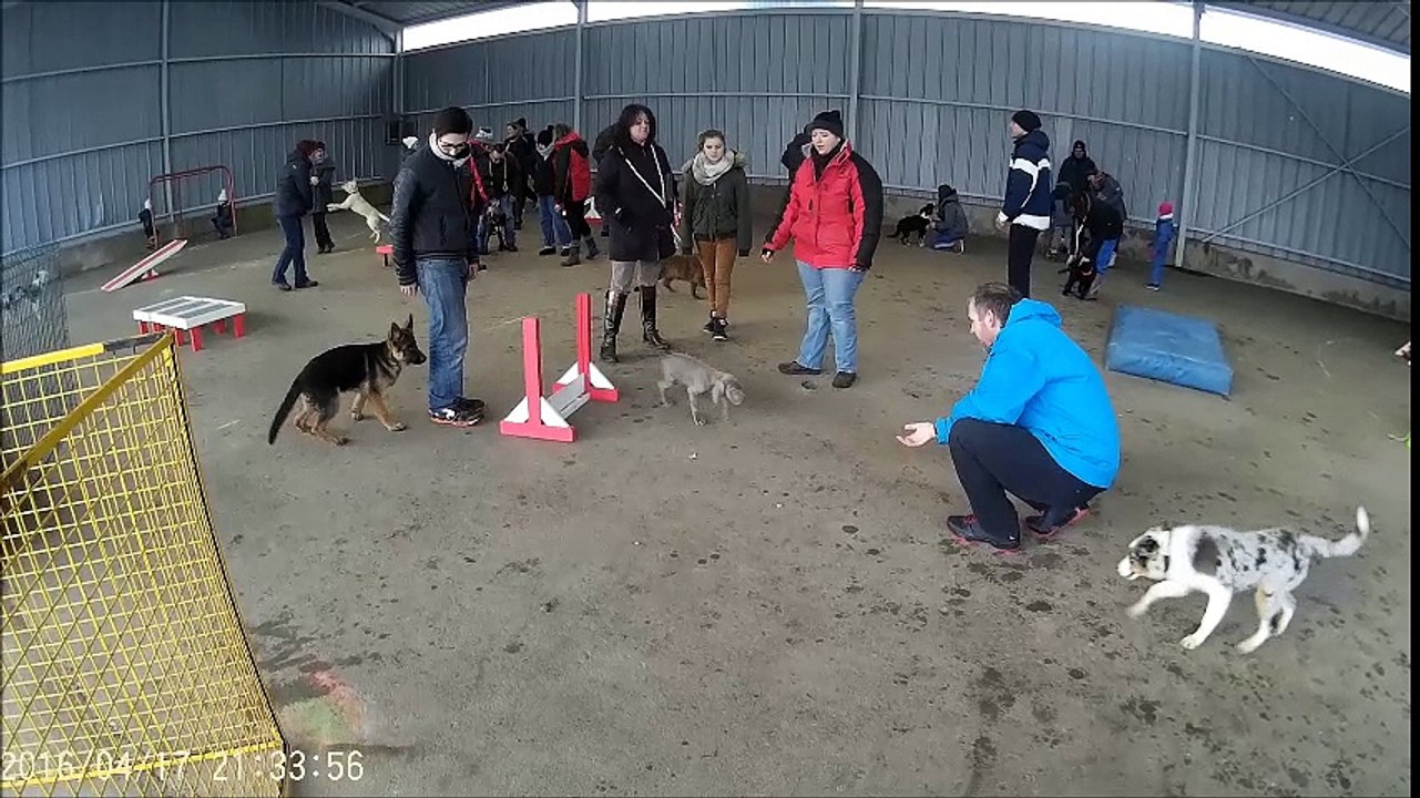 Au royaume des chiots...