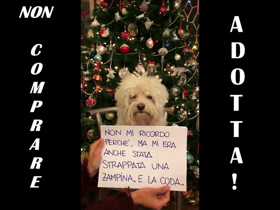 Un Video per Sensibilizzare la Gente all'Adozione!