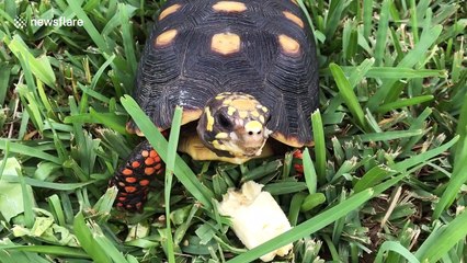 Cute tortoise eats banana