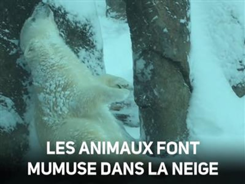 Instant meûgnon: les animaux s'éclatent dans la neige !