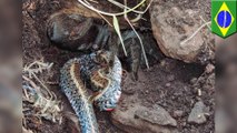 Foto tarantula memakan ular di alam liar - Tomonews