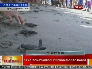 BT: 40 batang pawikan, pinakawalan sa dagat sa San Fernando, La Union