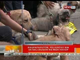 BT: Pagpapaputok, peligroso rin sa kalusugan ng mga hayop