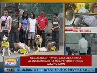 UB: Mga alagang hayop, nalalagay rin sa alanganin dahil sa mga paputok tuwing Bagong Taon