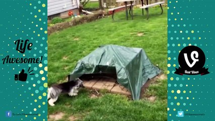 *TRY NOT TO LAUGH CHALLENGE* Funny Animals Fails Compilation 2017