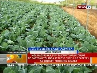 BT: Mga magsasaka, lugi sa kaunting ani dulot ng Bagyong Yolanda at frost