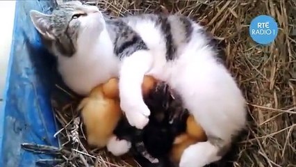Una Mamma Gatto davvero Particolare