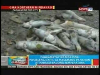 BP: Mga patay na isda, naglutangan sa ilog sa Cagayan de Oro City