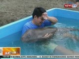 BT: Isang dugong, nasagip sa Infanta, Quezon