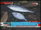 BP: Daan-daang patay na isda, naglutangan sa dalampasigan sa Mati City, Davao Oriental