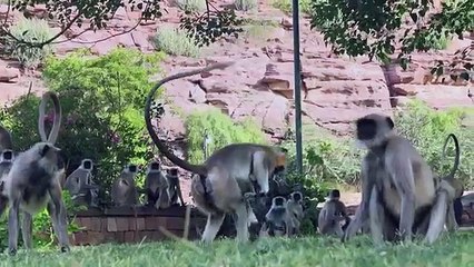 Ces singes pleurent la mort d’un bébé robot qu'ils prenaient pour l'un des leurs... Tellement émouvant !
