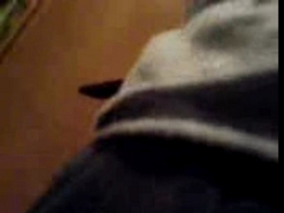 König kotze sagt wer hat euch überhaupt eingeladen?!?!