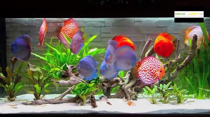 C.A-Huzur Verici Görüntü