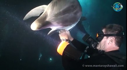 Bottlenose Dolphin Rescue
