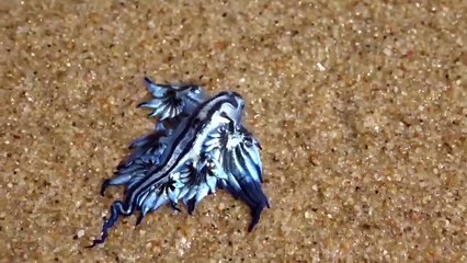 Le "dragon bleu", l'un des spécimens les plus rares au monde découvert en Australie !