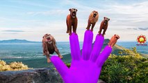 Lion Vs Elephant Finger Family Nursery Rhymes For Children | Epic Battles And Fights