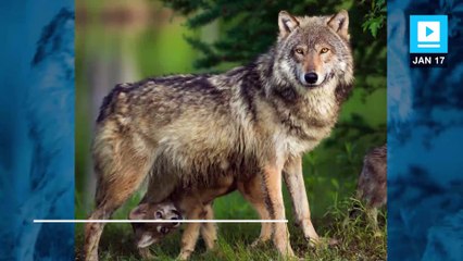 Republicans want to roll back parts of the Endangered Species Act