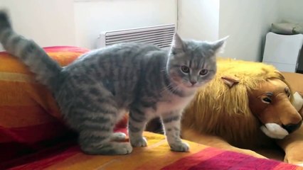 Ce petit chat montre à son maître ses incroyables réflexes de ninja