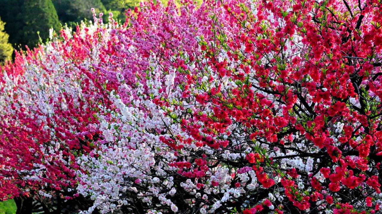 【Healing Cafe】  自律神経をととのえる優しい音楽～暖かい記憶  Gentle music with autonomic nerve ~ Warm memory