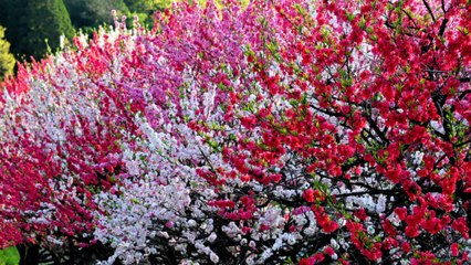 【Healing Cafe】  自律神経をととのえる優しい音楽～暖かい記憶  Gentle music with autonomic nerve ~ Warm memory
