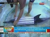 BP: Sugatang dolphin, napadpad sa dalampasigan sa Badoc, Ilocos Norte