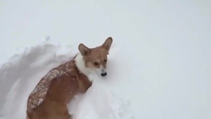 Tiny corgi legs not long enough for deep snow