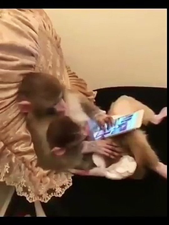 Monkey using mobile