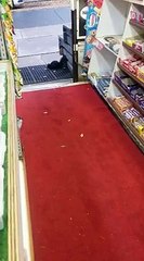 Cet écureuil rentre dans le commerce d'un homme et regardez ce qu’il va faire