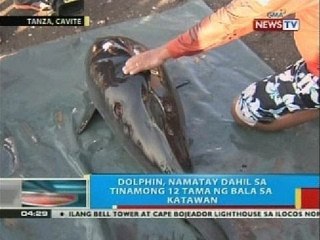 BP: Dolphin sa Tanza, Cavite, namatay dahil sa tinamong 12 tama ng bala sa katawan