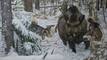 Охота на кабана с лайками