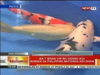 BT: Iba't-ibang uri ng isdang Koi, bumida sa Philippine National Koi Show