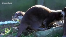 Otter refuses to let go of crisp packet