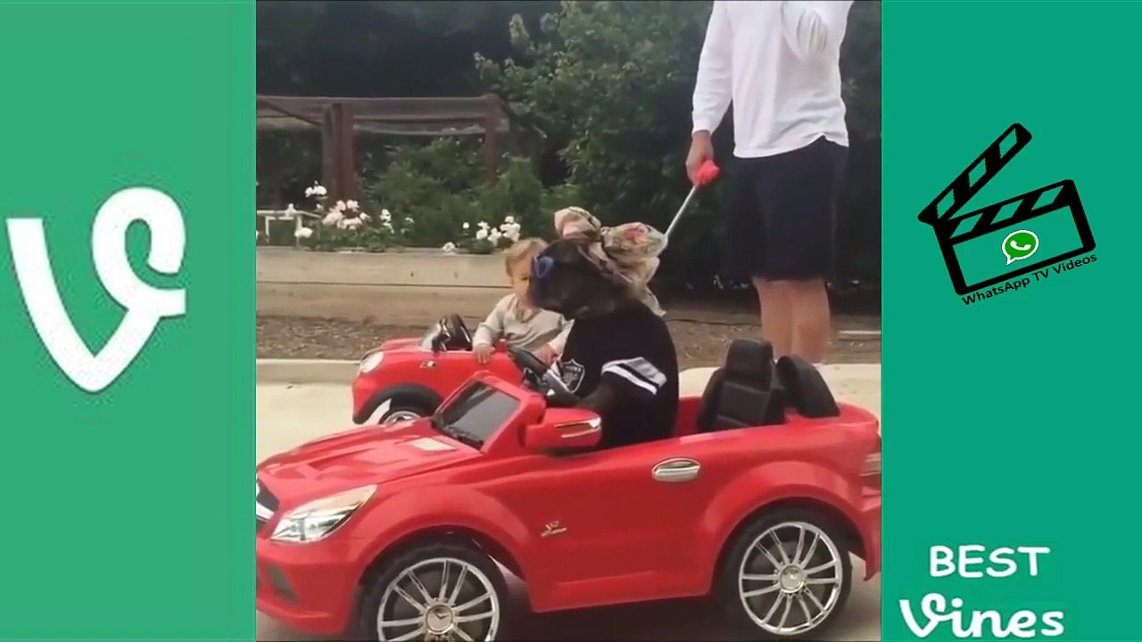 TRY NOT TO LAUGH - Funny Animal Vines Compilation 2017 ! TOP VIDEO