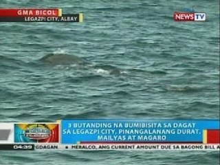 BP: 3 butanding na bumibisita sa dagat sa Legazpi City, pinangalanan