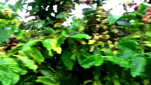 Đồi cà phê thôn 5, xã Lộc Nam, huyện Bảo Lâm, tỉnh Lâm Đồng