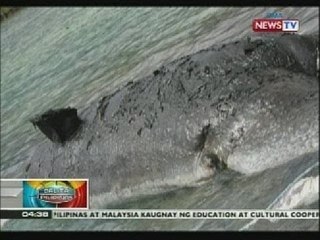 BP: Butanding, nalambat ng mga mangingisda sa Laoag City